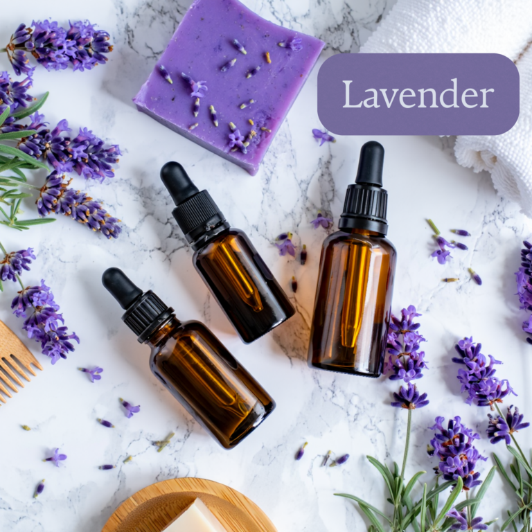 Lavender (Lavandula angustifolia)