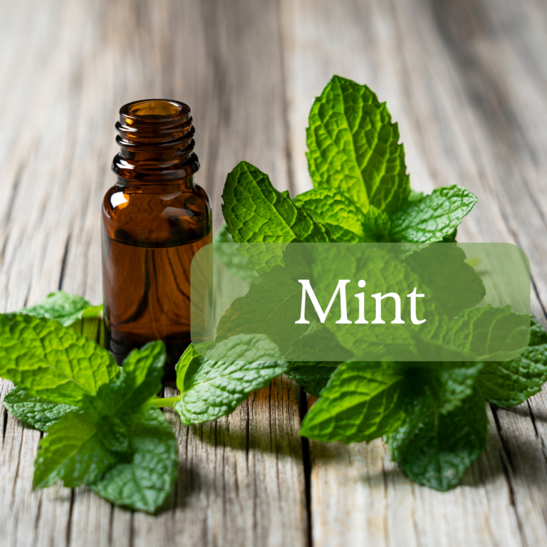 Peppermint (Mentha piperita)